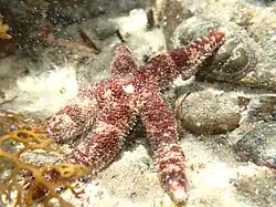Smilasterias irregularis.