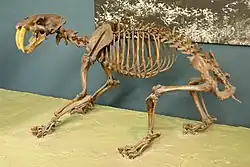 Squelette monté d'un tigre à dents de sabre exposée dans un musée.