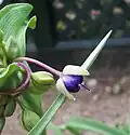 Bouton de Tradescantia.