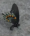 Battus philenor