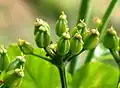 Fruits, encore verts (comestibles).