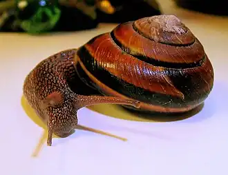 Description de l'image Snail on white.jpg.