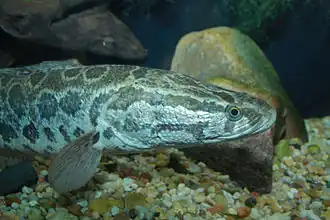 Channa argus, Asie