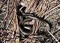 Serpents