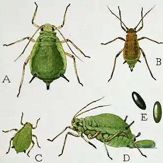 Dessins représentant les étapes de la vie d'un insecte.