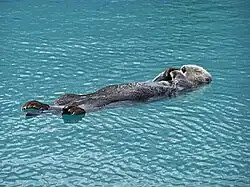 Loutre de mer (Enhydra lutris).