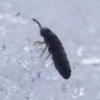 Description de l'image Snow Flea close up crop.JPG.