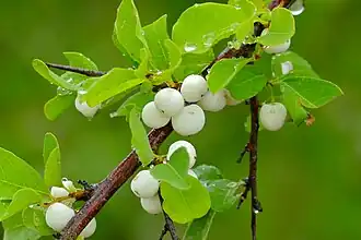 Fruits.