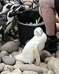 Oiseaux : Manchot du Cap (Spheniscus demersus).