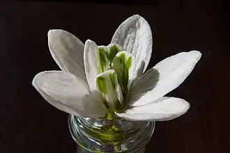 Fleur avec six tépales externes.