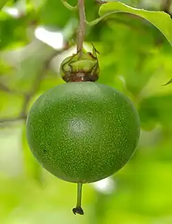 Fruit d'Oncoba spinosa.