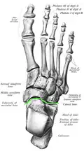 Vue du dessus du pied selon Sobotta, avec l'articulation de Chopard dessinée d'une ligne verte.