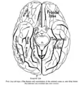 Gyrus fusiforme selon une vue ventrale.