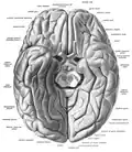 Gyrus fusiforme vu selon une vue ventrale.