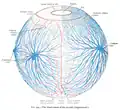 Les vaisseaux sanguins du globe oculaire (schématique).