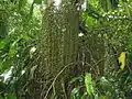 Infrutescence immature de Socratea exorriza