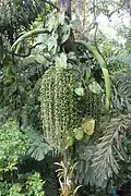 Jeunes inflorescences en bouton et infrutescence immature de Socratea exorriza