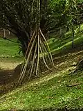 racines-échasses de Socratea exorriza à flanc de colline au Costa Rica