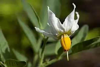 Description de l'image Solanum jamesii - Flickr - aspidoscelis.jpg.