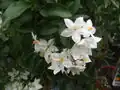 Fleurs
