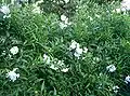 S. jasminoides