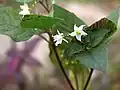 Fleurs de Solanum nigrum.