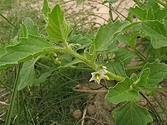 Description de l'image Solanum physalifolium 002.jpg.