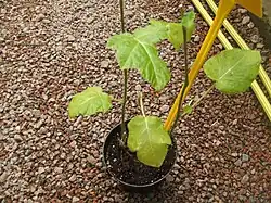 Jeune plante.