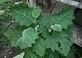 Feuillage de Solanum sessiliflorum au Costa Rica.