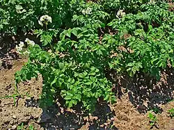 Pomme de terre