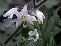 Fleurs au jardin botanique de Krefeld en Allemagne