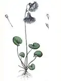 Planche du Dictionnaire des plantes suisses (1853).