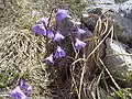 Soldanella alpina dans le Rax.