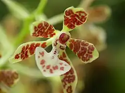 Solenidium lunatum.