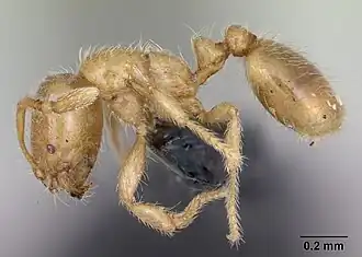 Description de l'image Solenopsis fugax casent0173147 profile 1.jpg.