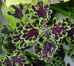 Hybride 'Inky Fingers'