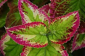 Hybride 'Japanese Giant'