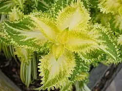 Hybride 'Lime Frills'
