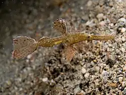 Solenostomus leptosoma