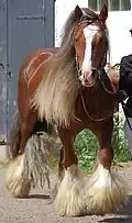 Cob Gypsy (abondance des crins et des fanons).