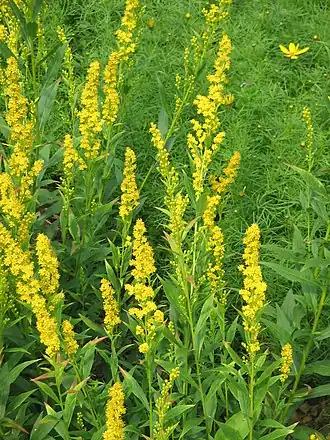 Description de l'image Solidago caesia001.jpg.
