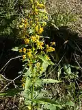 Verge d'or