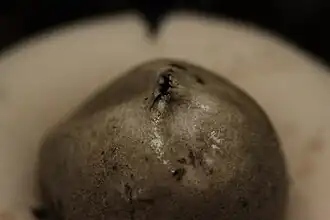 Geastrum fimbriatum
