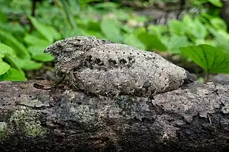 Description de l'image Solomons nightjar Peter Rabenstein 2019.jpg.
