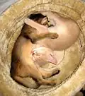 Chatons Somali lievre et faon de six semaines