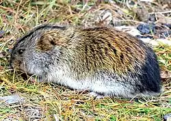 Lemming de Sibérie
