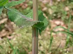Feuille engainante.