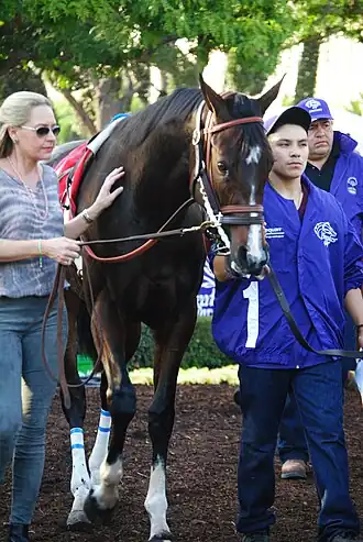Image illustrative de l’article Songbird (cheval)
