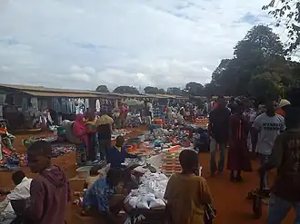 Songea