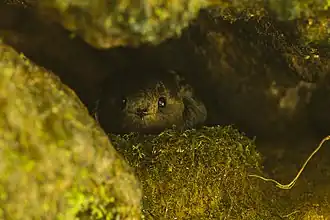 Description de l'image Sooty Swift at nest - Intervales NP - Brazil S4E0547 (12812168335).jpg.